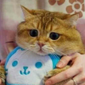 爱看云的猫