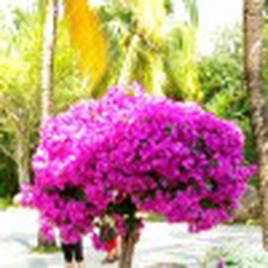 红色机尾视频|红色机尾花絮|红色机尾片段|红色机尾在线观看