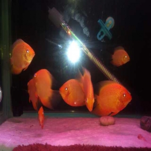 仙人跳团伙碰到硬茬子,东北黑大哥带人狠治仙人跳