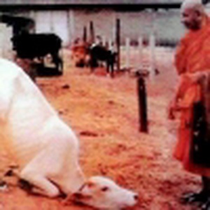 复仇者联盟2:奥创纪元|复仇者联盟2:奥创纪元简