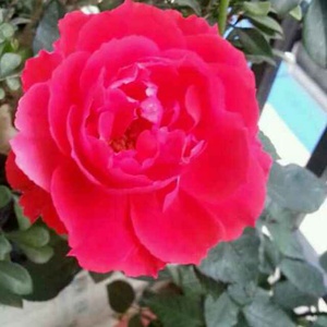 怦然星动_杨幂李易峰两人甜蜜恋爱