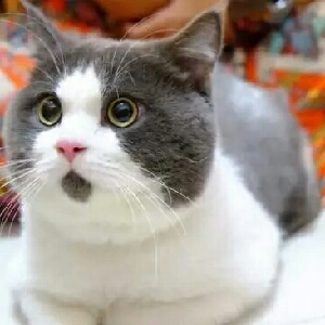 用户头像