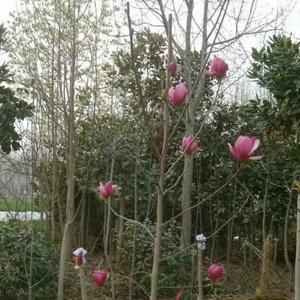 军区首长菜市场被打,直接打电话让警卫连集合