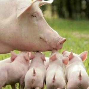 铁头功|电影视频在线观看|迅雷电影精彩视频|电