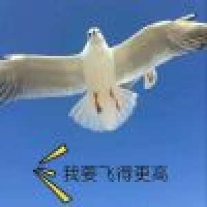 为什么美国的房屋没有防盗窗和院墙?美国的治